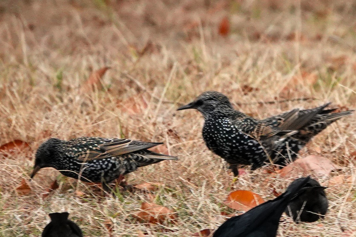 European Starling - ML646127112