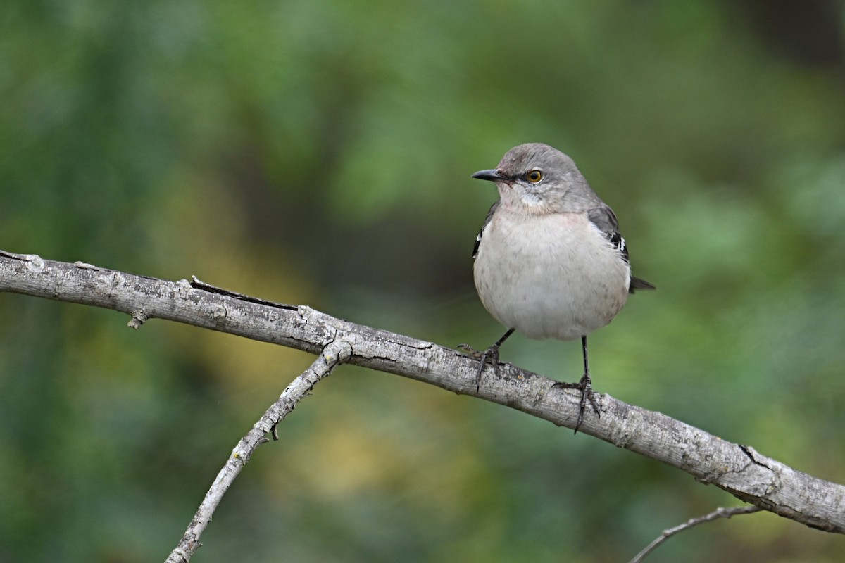 Northern Mockingbird - ML646127118