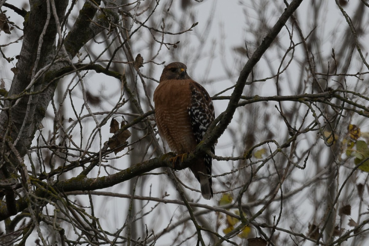 Red-shouldered Hawk - ML646127127