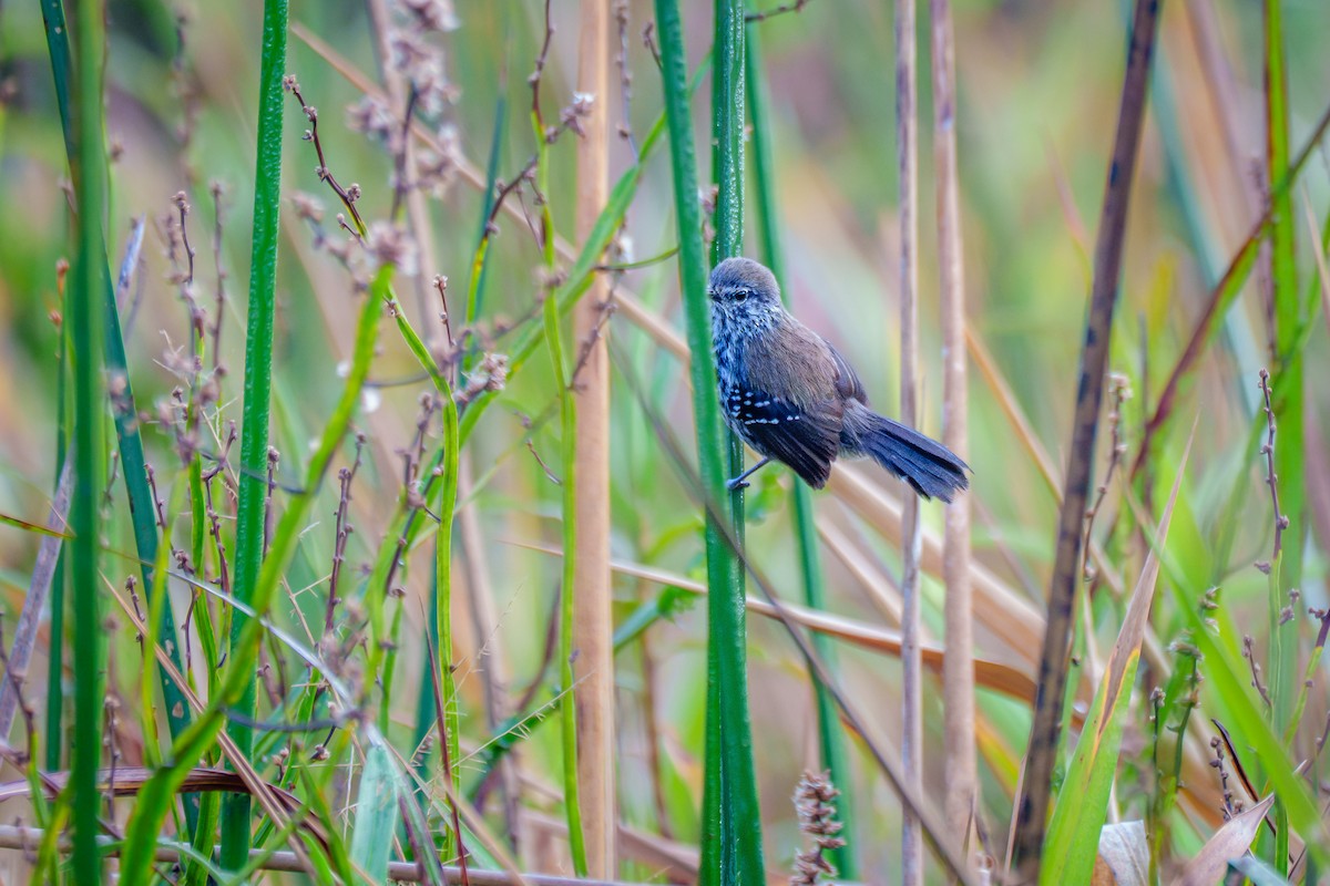 Marsh Antwren - ML646127128