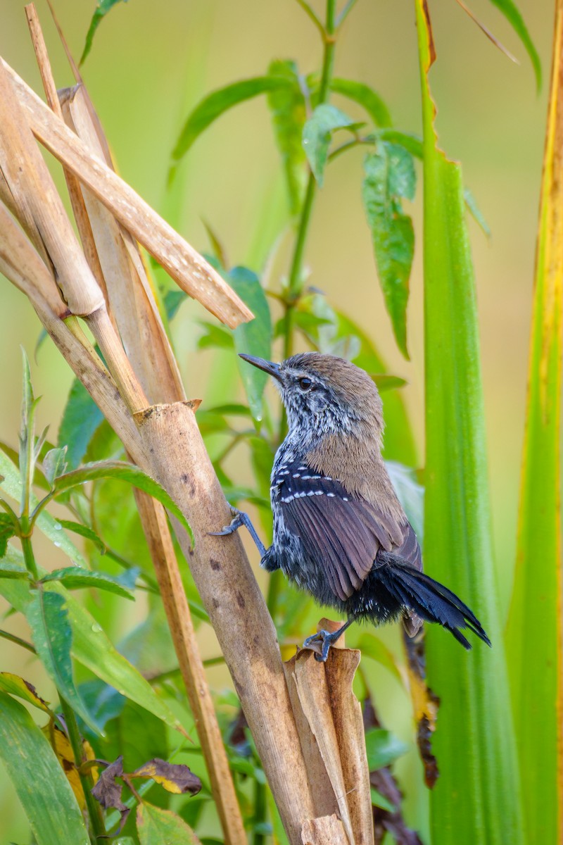 Marsh Antwren - ML646127129