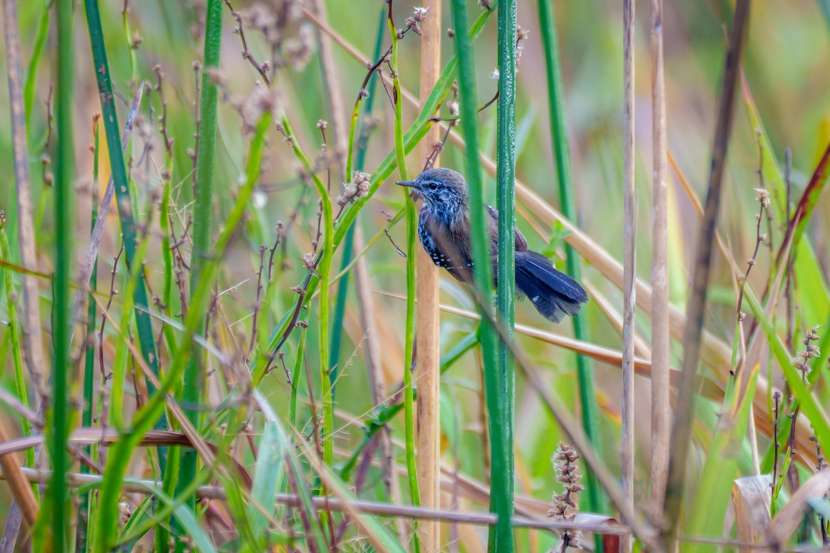 Marsh Antwren - ML646127130