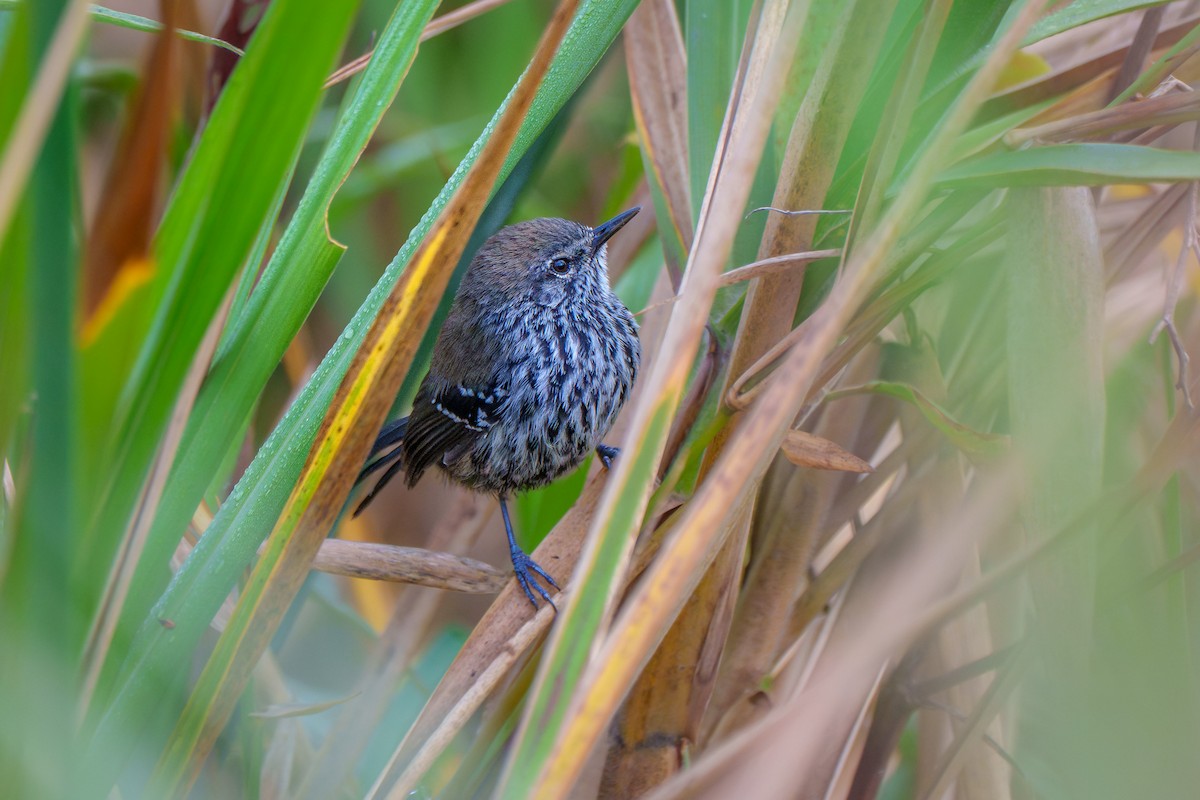 Marsh Antwren - ML646127131