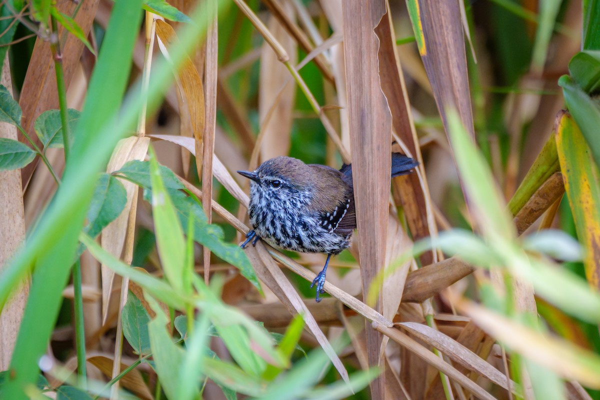 Marsh Antwren - ML646127133