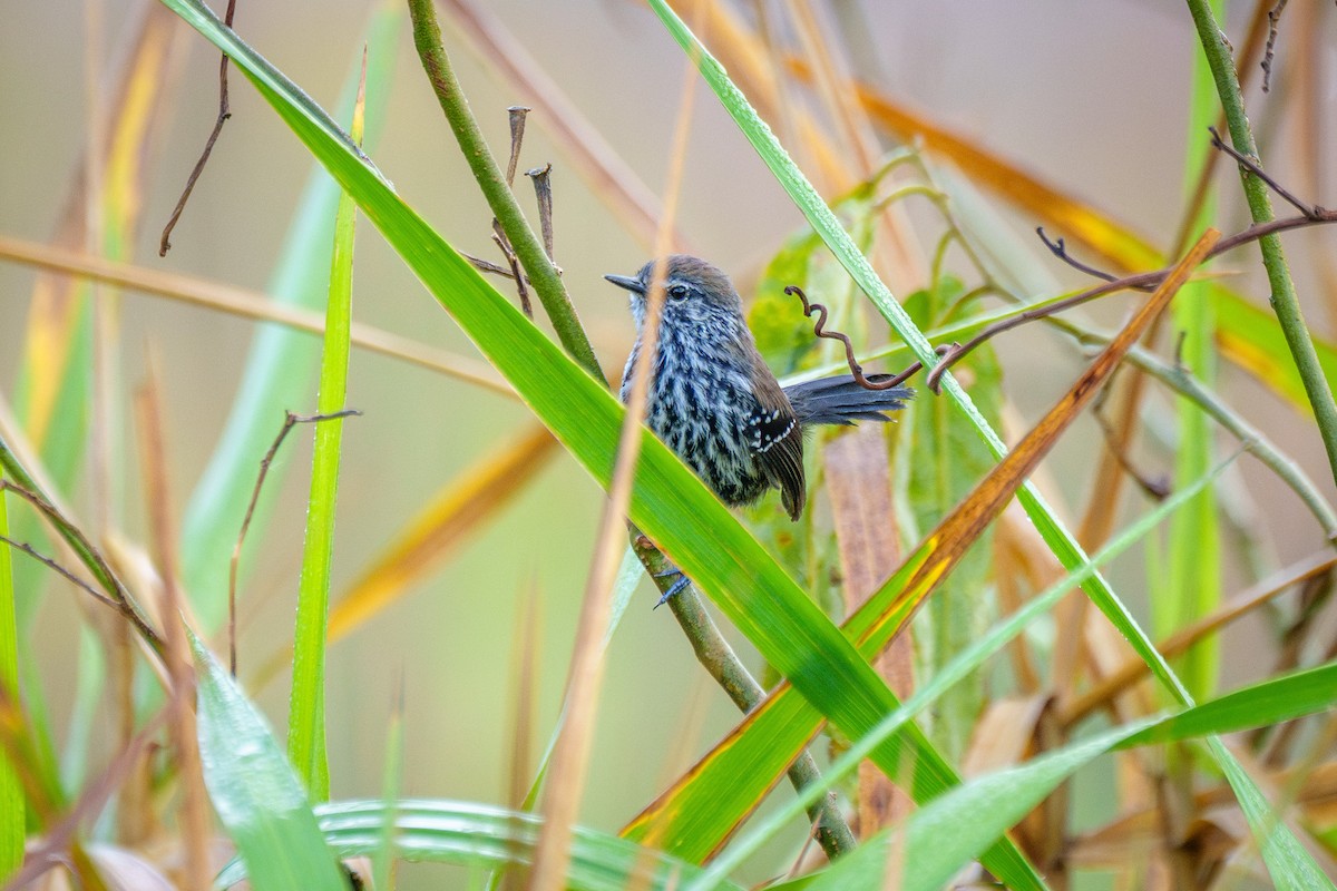 Marsh Antwren - ML646127134