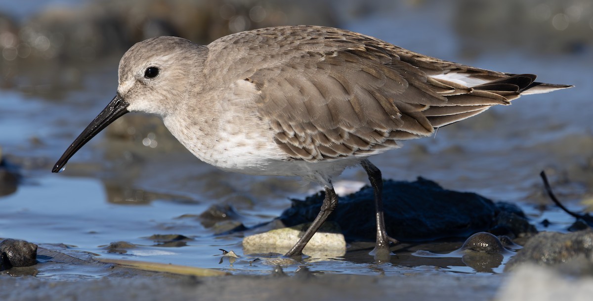 Dunlin - ML646127135