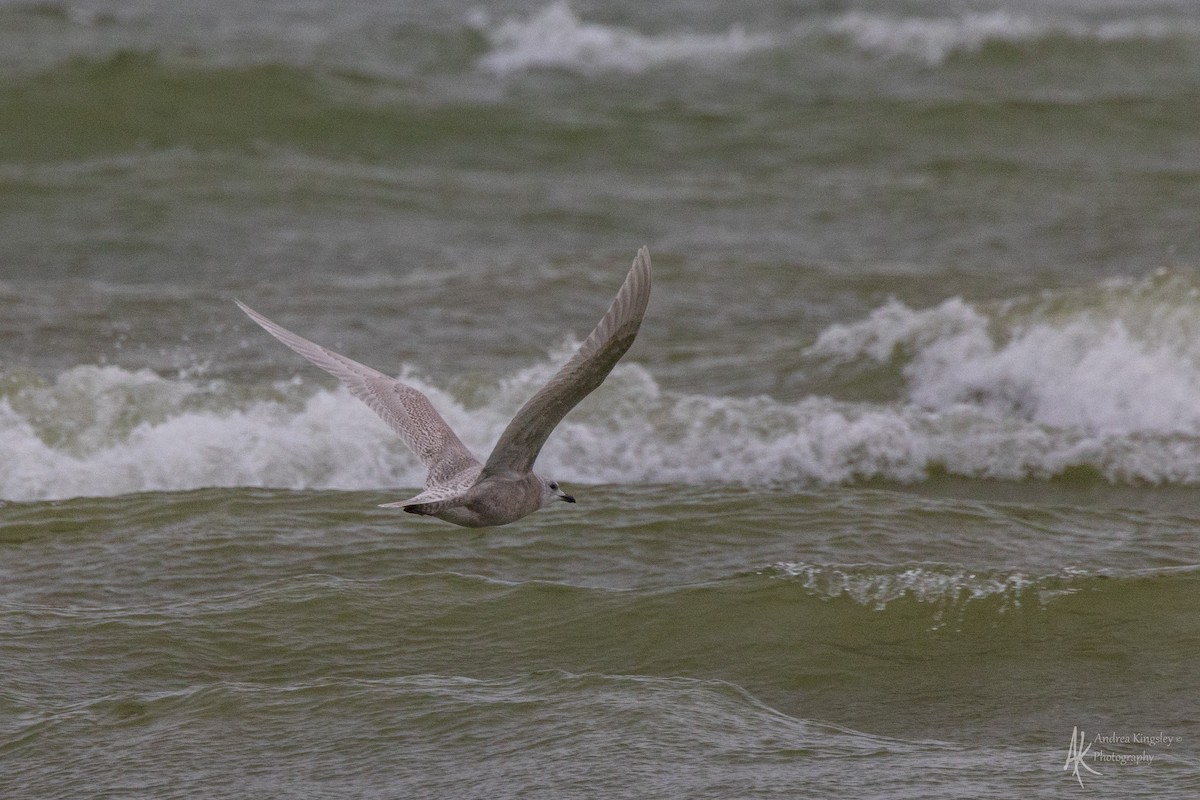 Glaucous Gull - ML646127142