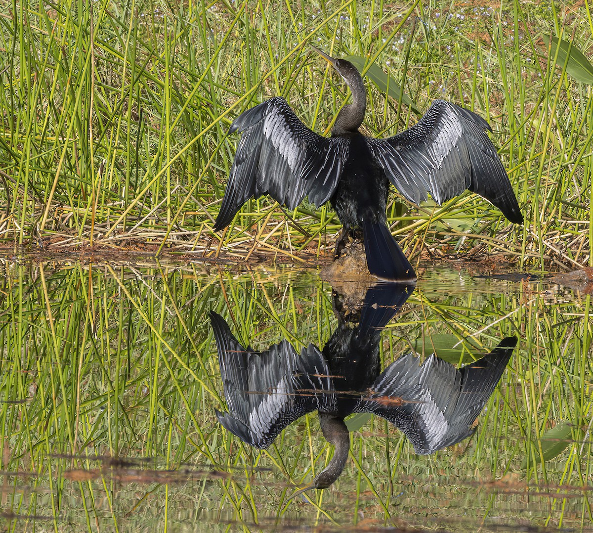 Anhinga - ML646127159