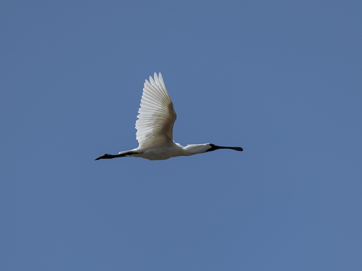 オーストラリアヘラサギ - ML646127167