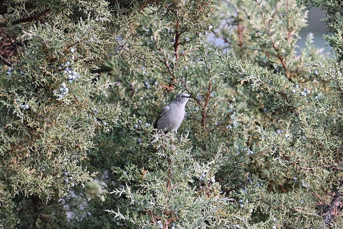 Townsend's Solitaire - ML646127180