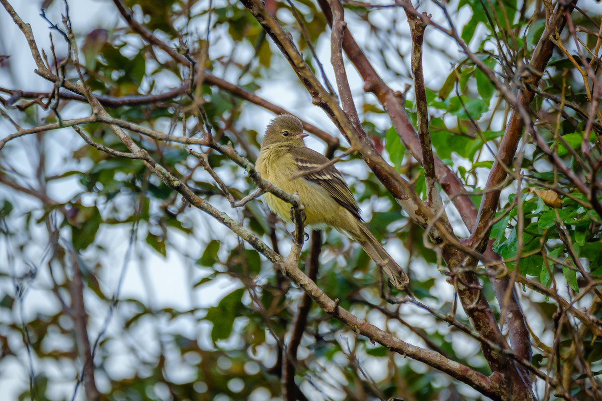 Small-headed Elaenia - ML646127192