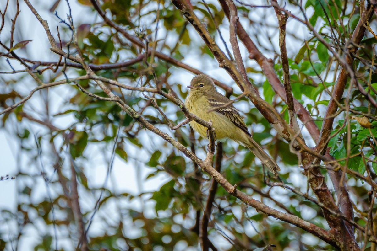 Small-headed Elaenia - ML646127193