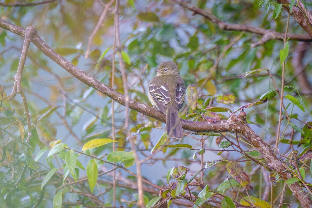 Small-headed Elaenia - ML646127194