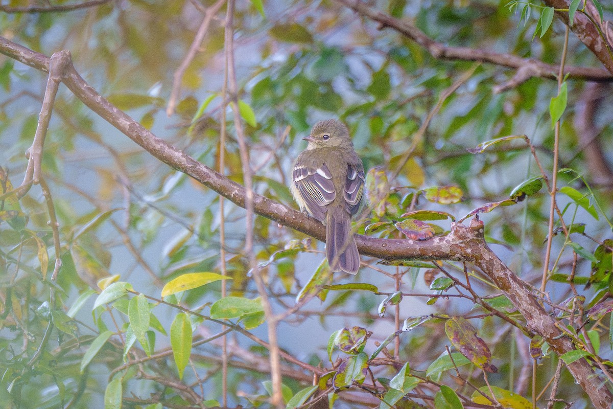 Small-headed Elaenia - ML646127195