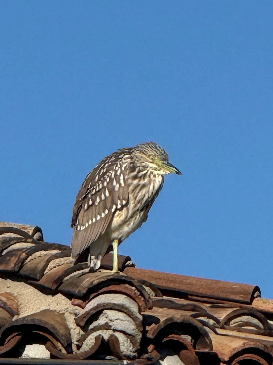 Black-crowned Night Heron - ML646127197