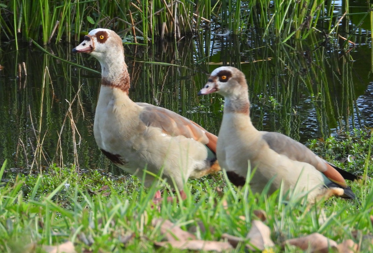 Egyptian Goose - ML646127206