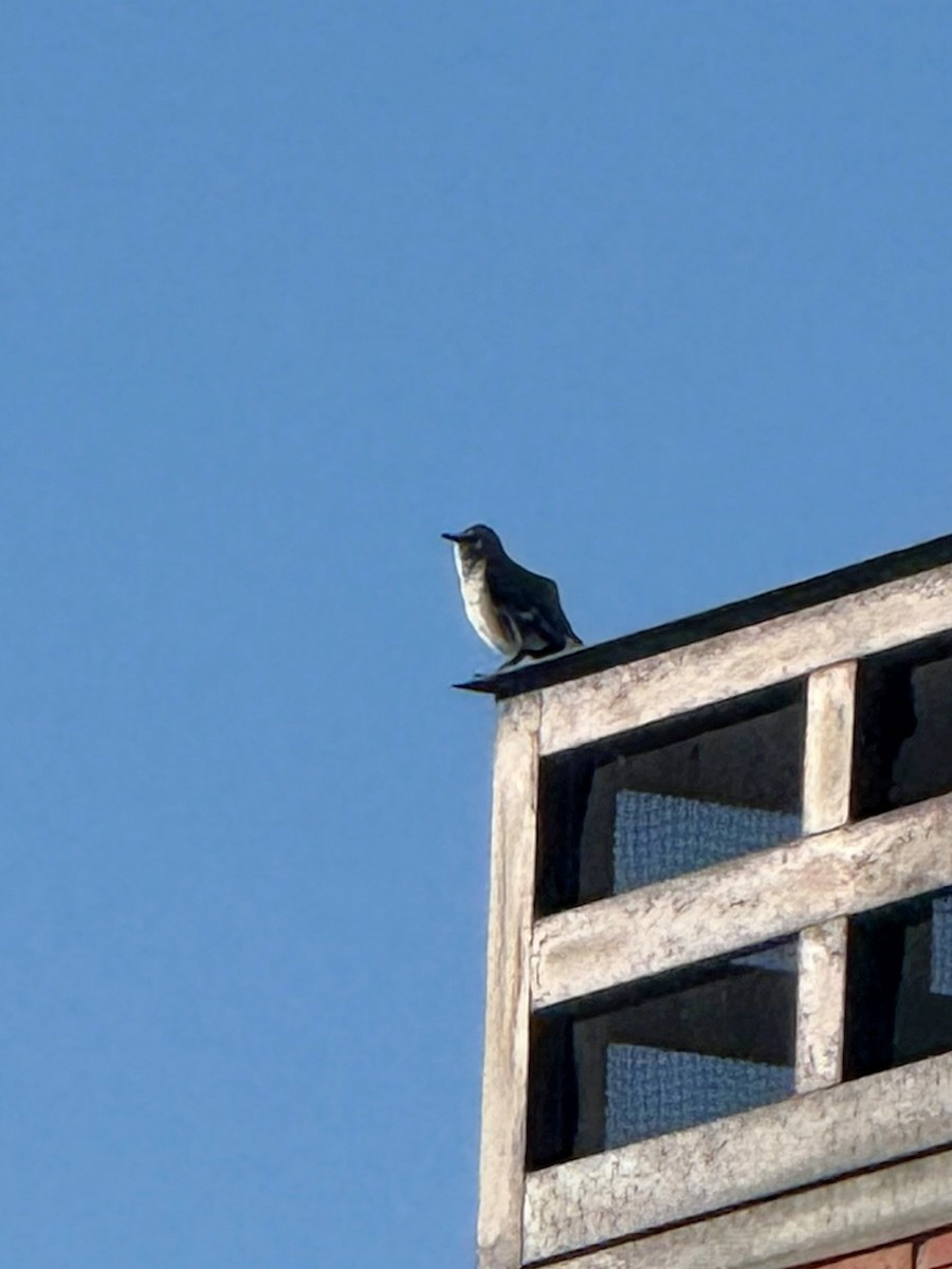 Northern Mockingbird - ML646127208