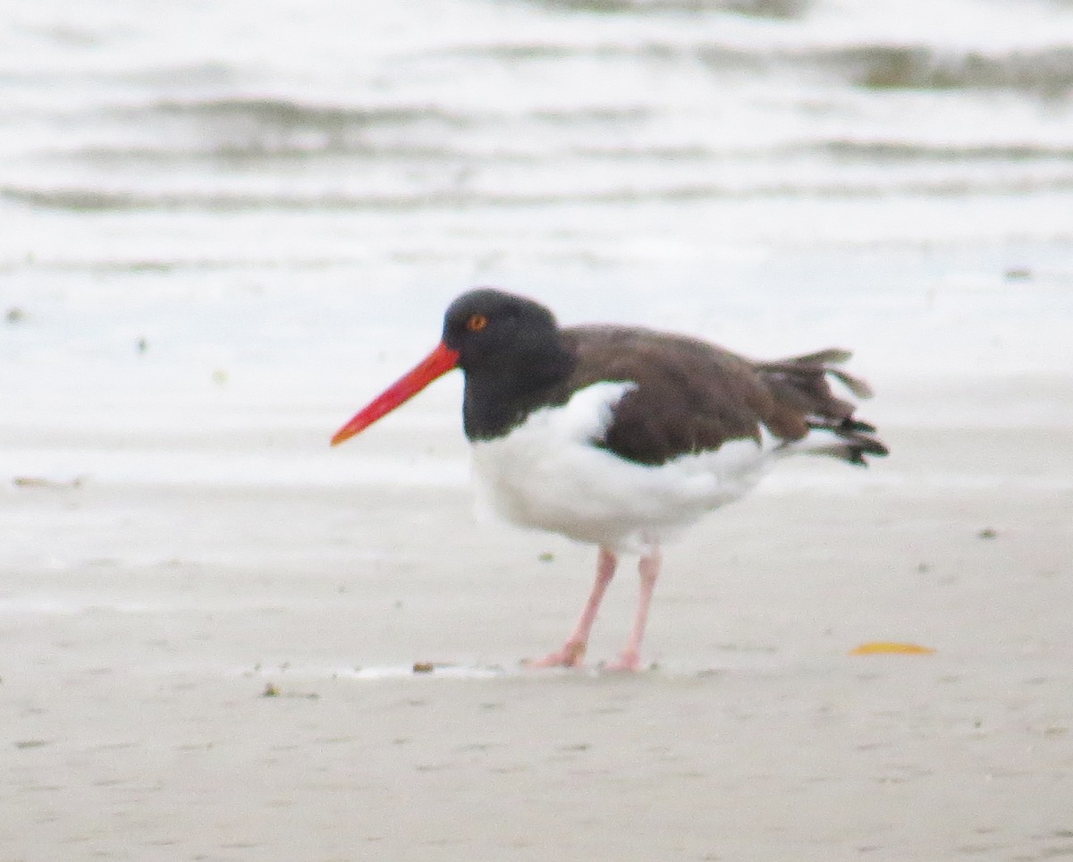 American Oystercatcher - ML646127214