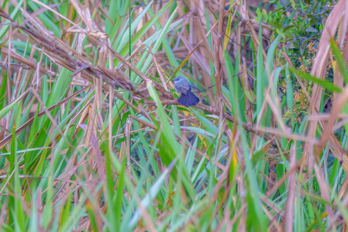 Sooty Tyrannulet - ML646127215