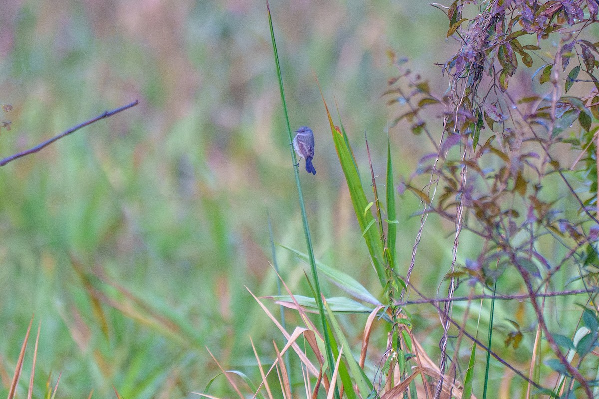 Sooty Tyrannulet - ML646127216