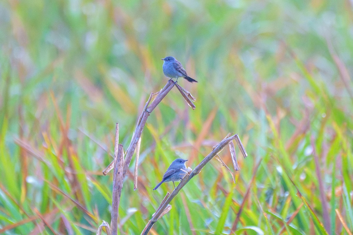 Sooty Tyrannulet - ML646127217