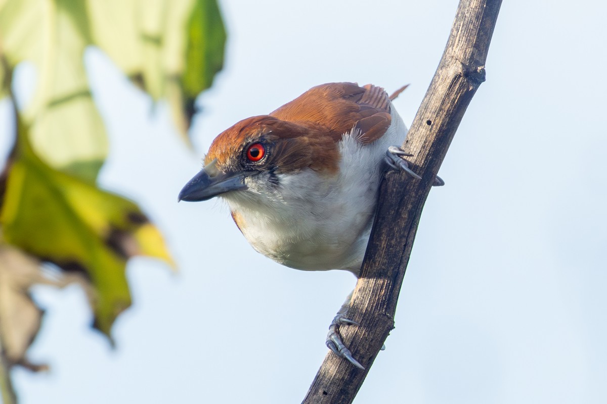 Great Antshrike - ML646127225