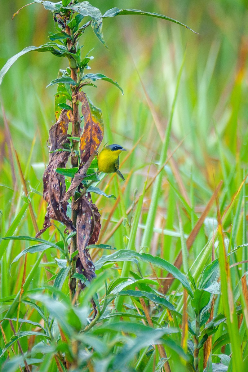 Southern Yellowthroat - ML646127232