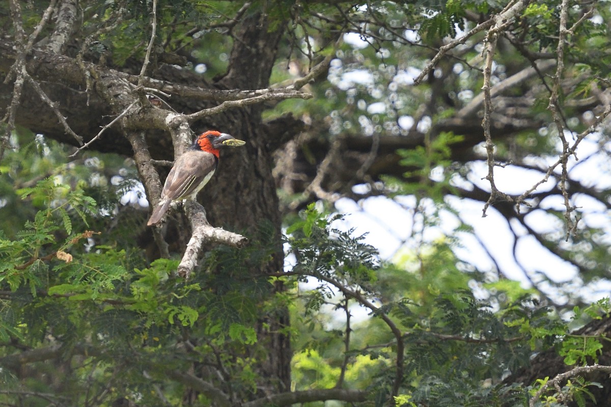 Black-collared Barbet - ML646127237
