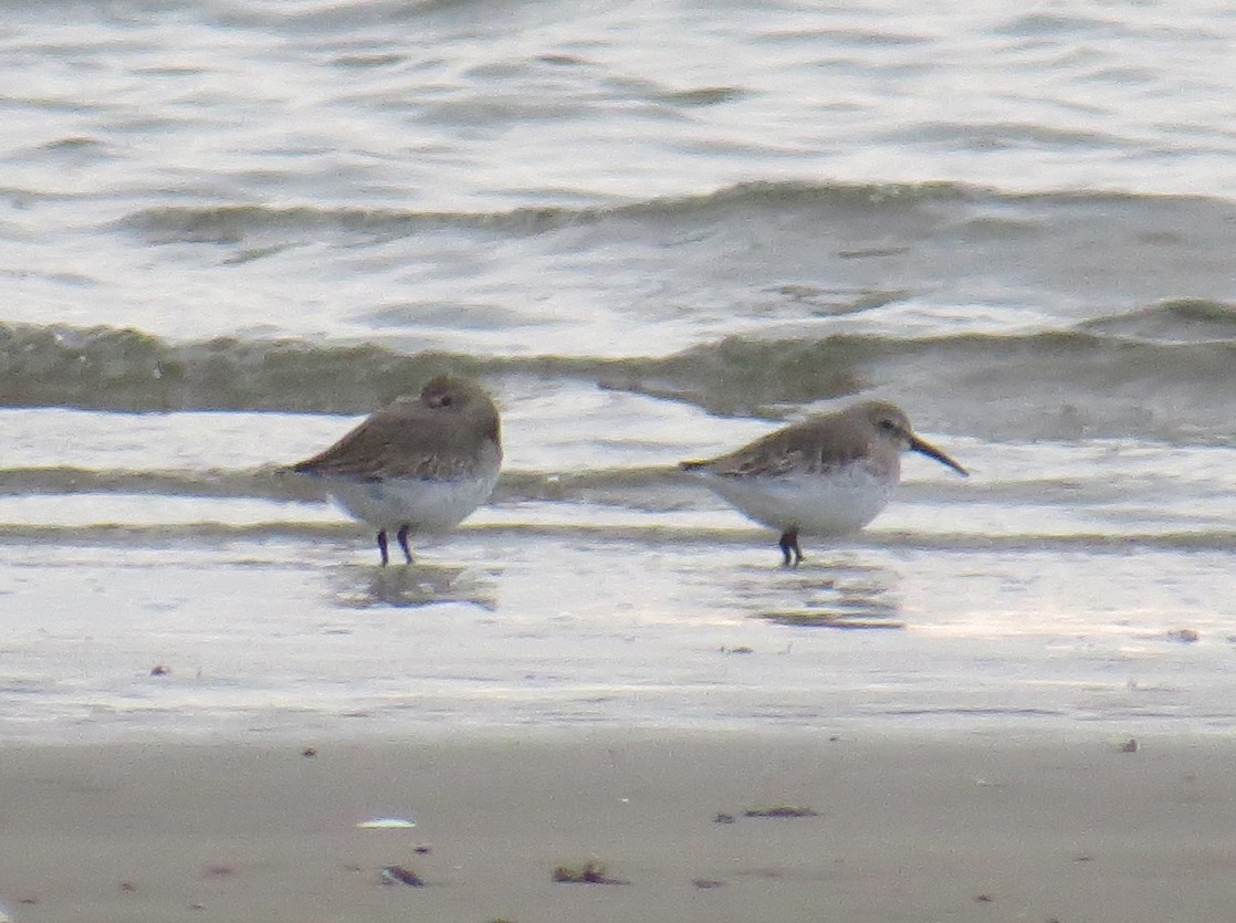 Dunlin - ML646127238