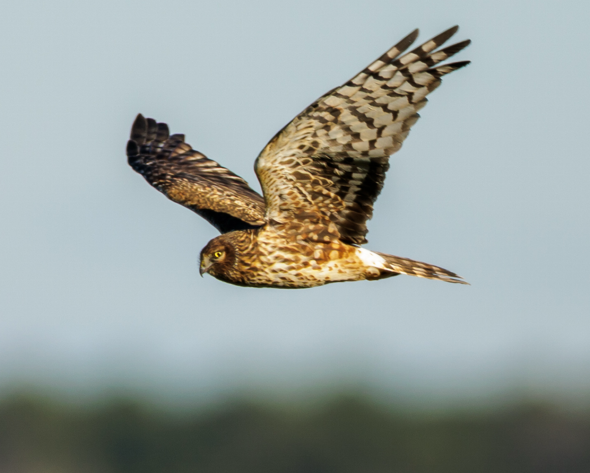 moták severoamerický - ML646127240