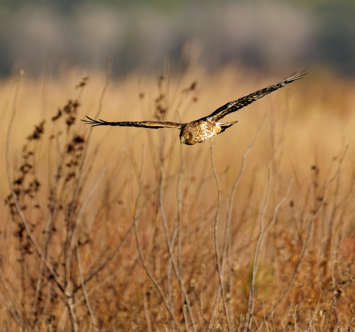 moták severoamerický - ML646127241