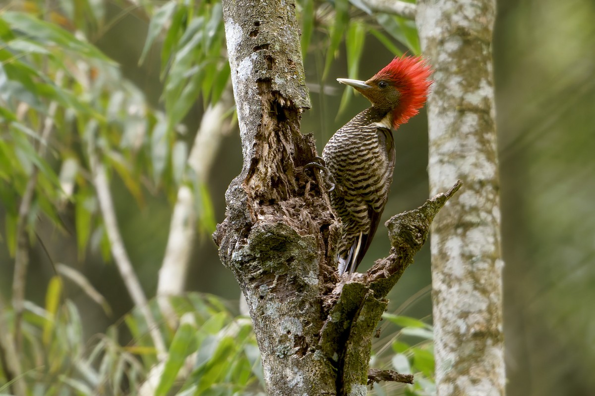 Helmeted Woodpecker - ML646127246