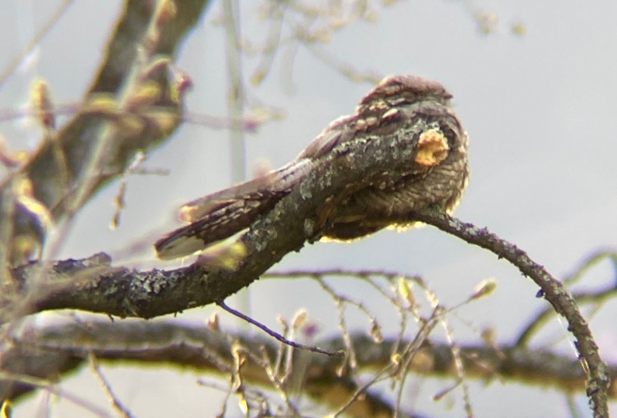 Eurasian Nightjar - ML646127257