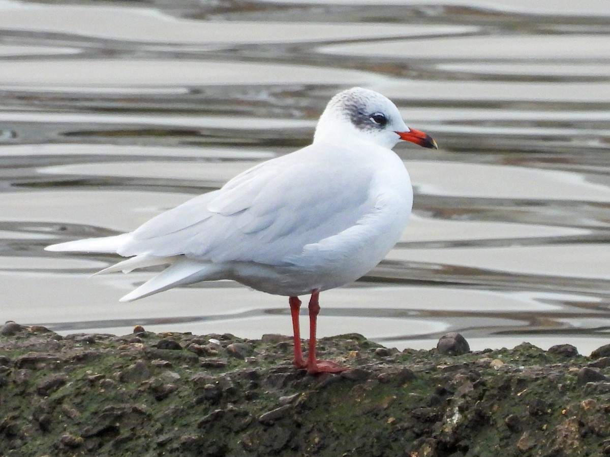 Mediterranean Gull - ML646127258