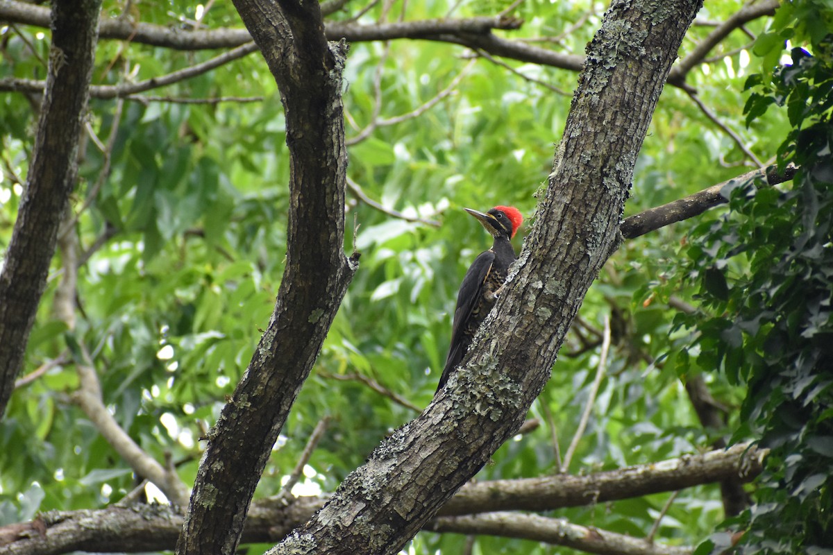 Lineated Woodpecker - ML646127259