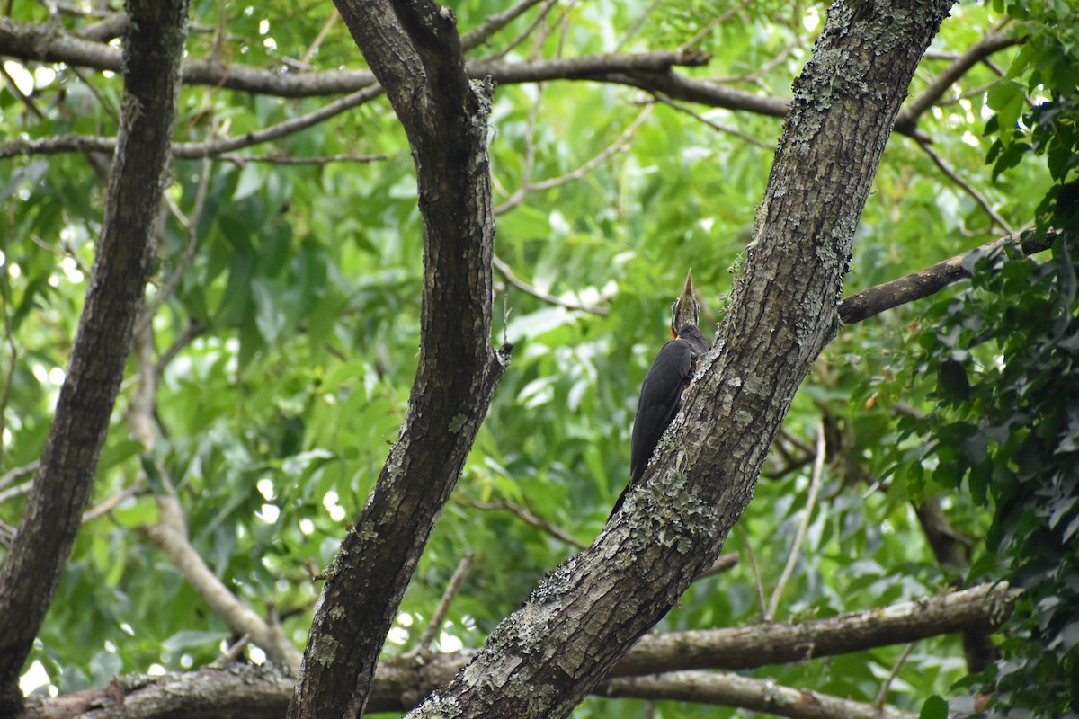 Lineated Woodpecker - ML646127260