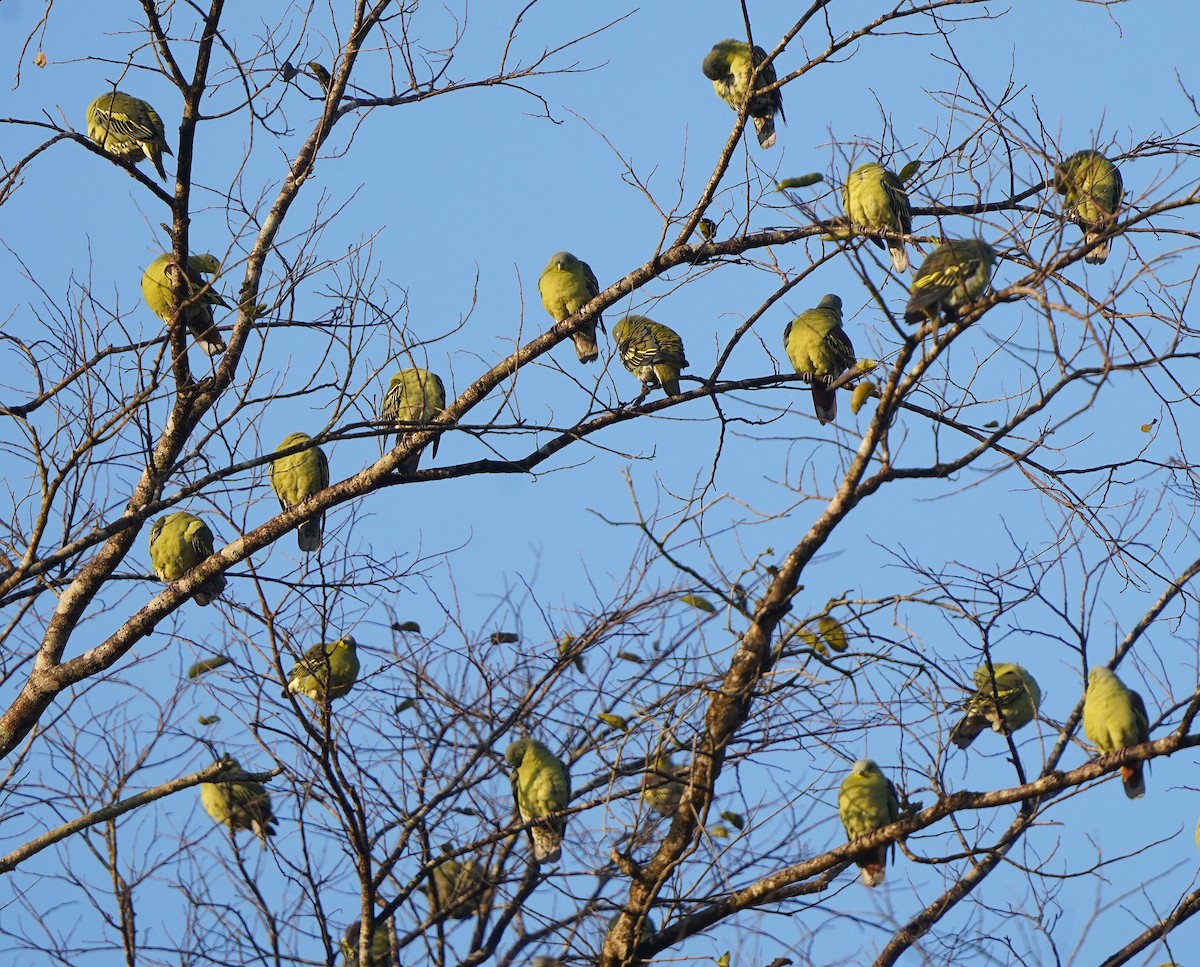 Gray-fronted Green-Pigeon - ML646127263