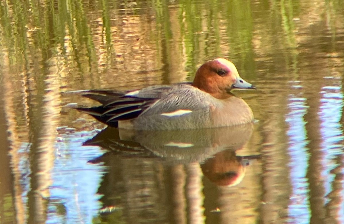 赤頸鴨 - ML646127266