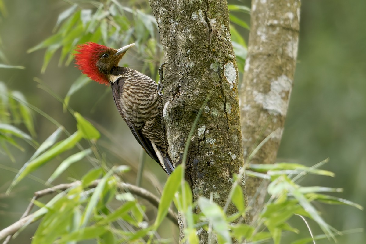 Helmeted Woodpecker - ML646127269