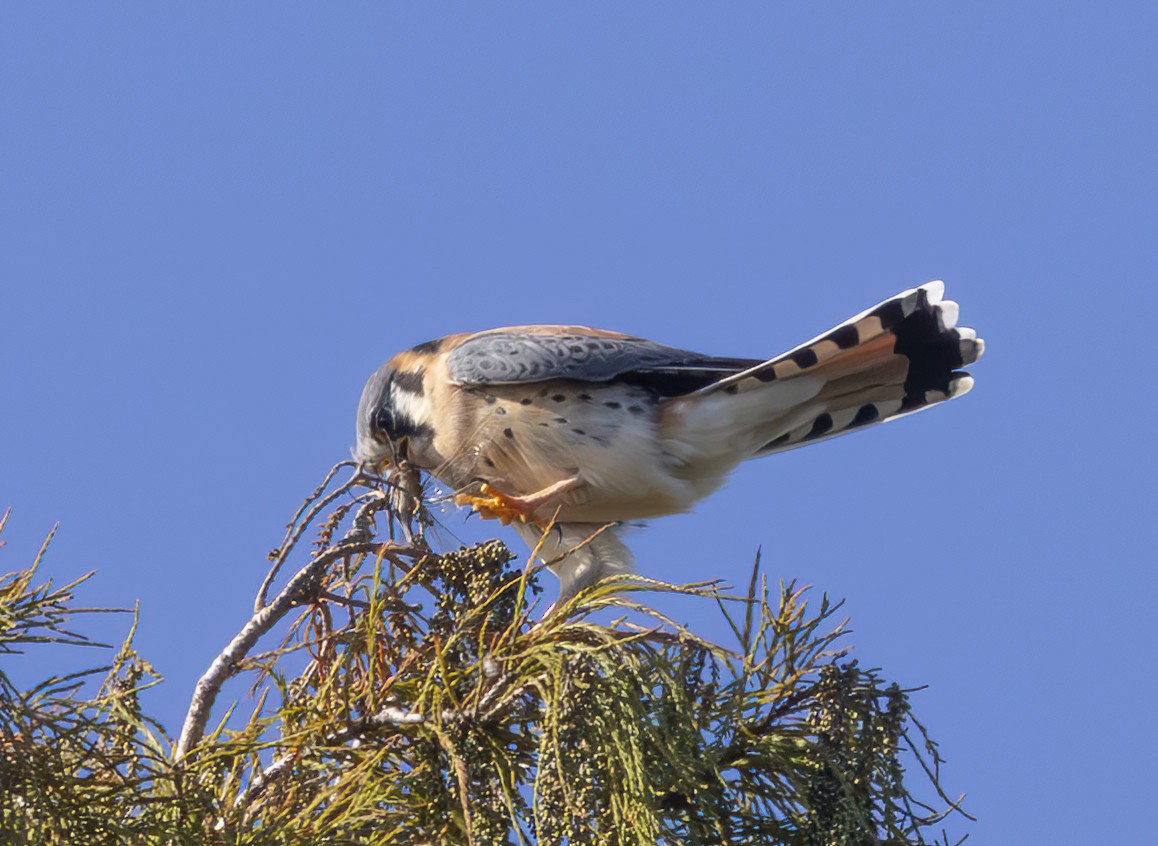 American Kestrel - ML646127272