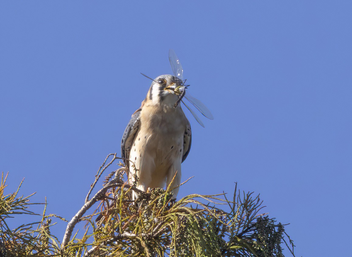 American Kestrel - ML646127277