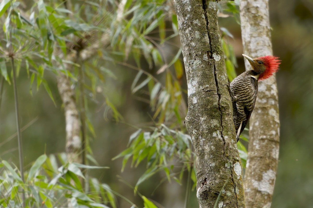 Helmeted Woodpecker - ML646127281