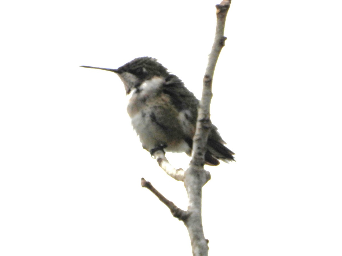 Black-chinned Hummingbird - ML646127282
