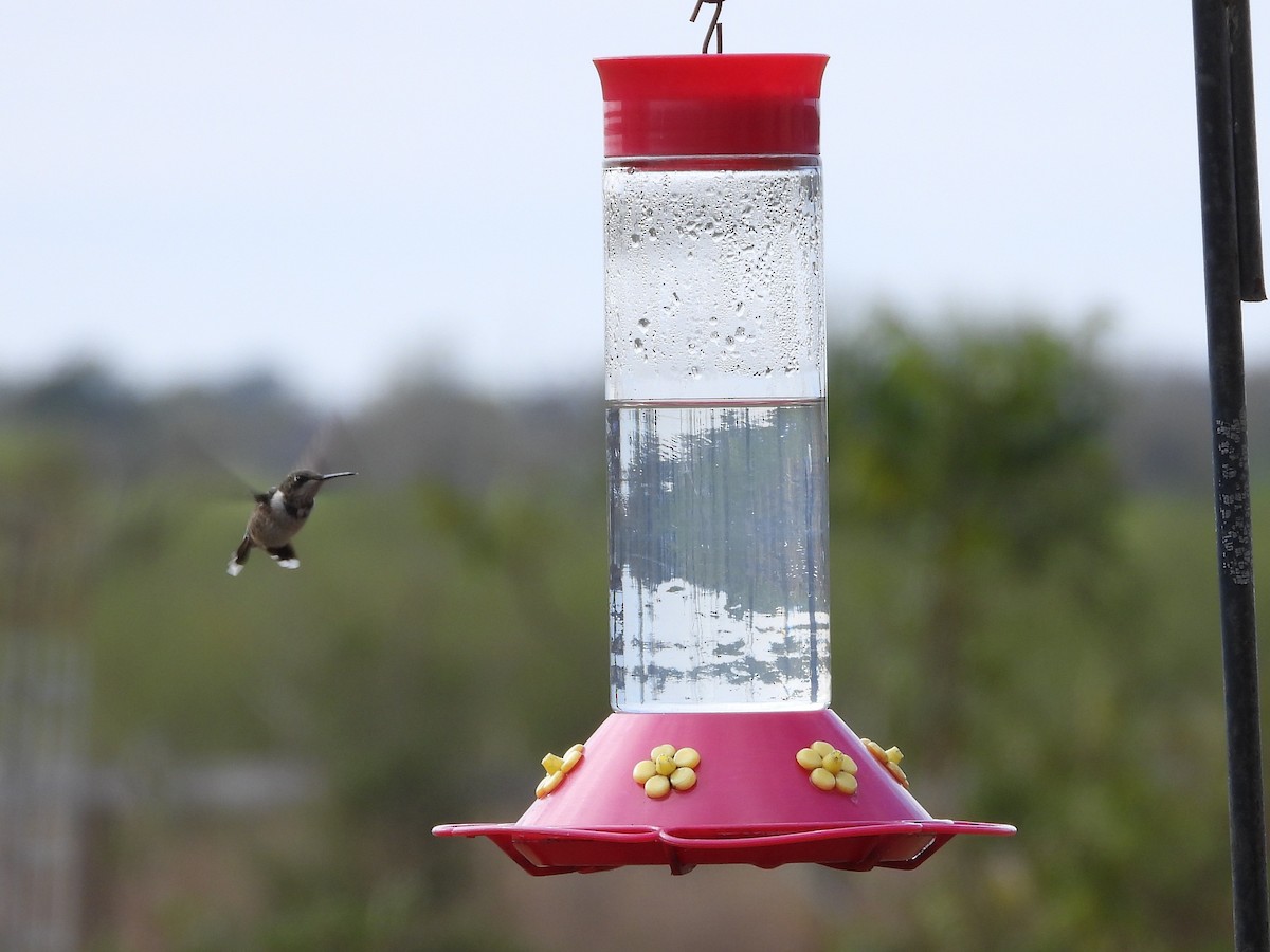 Black-chinned Hummingbird - ML646127283