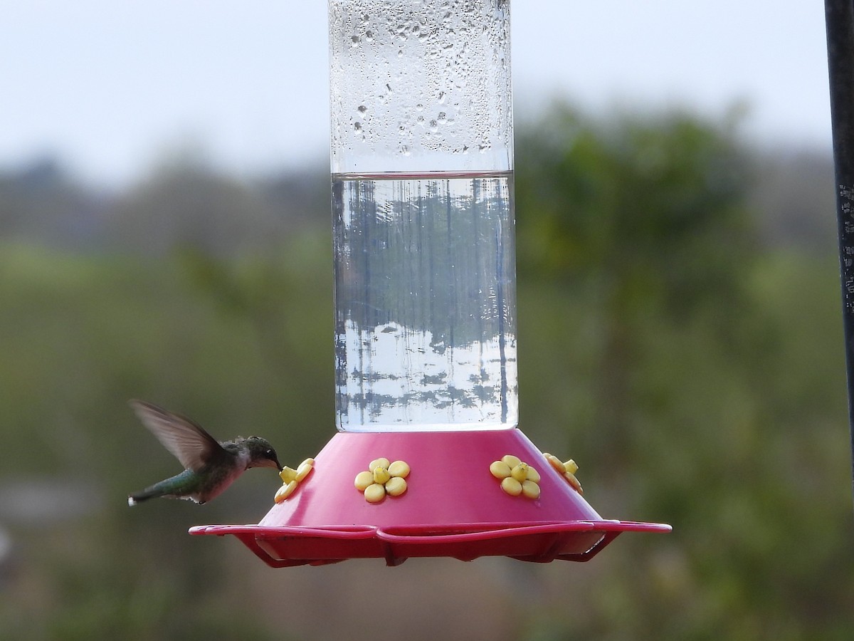 Black-chinned Hummingbird - ML646127284