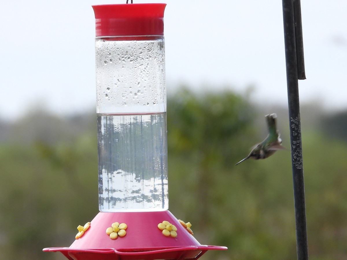 Black-chinned Hummingbird - ML646127285