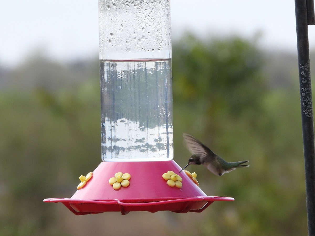 Black-chinned Hummingbird - ML646127286