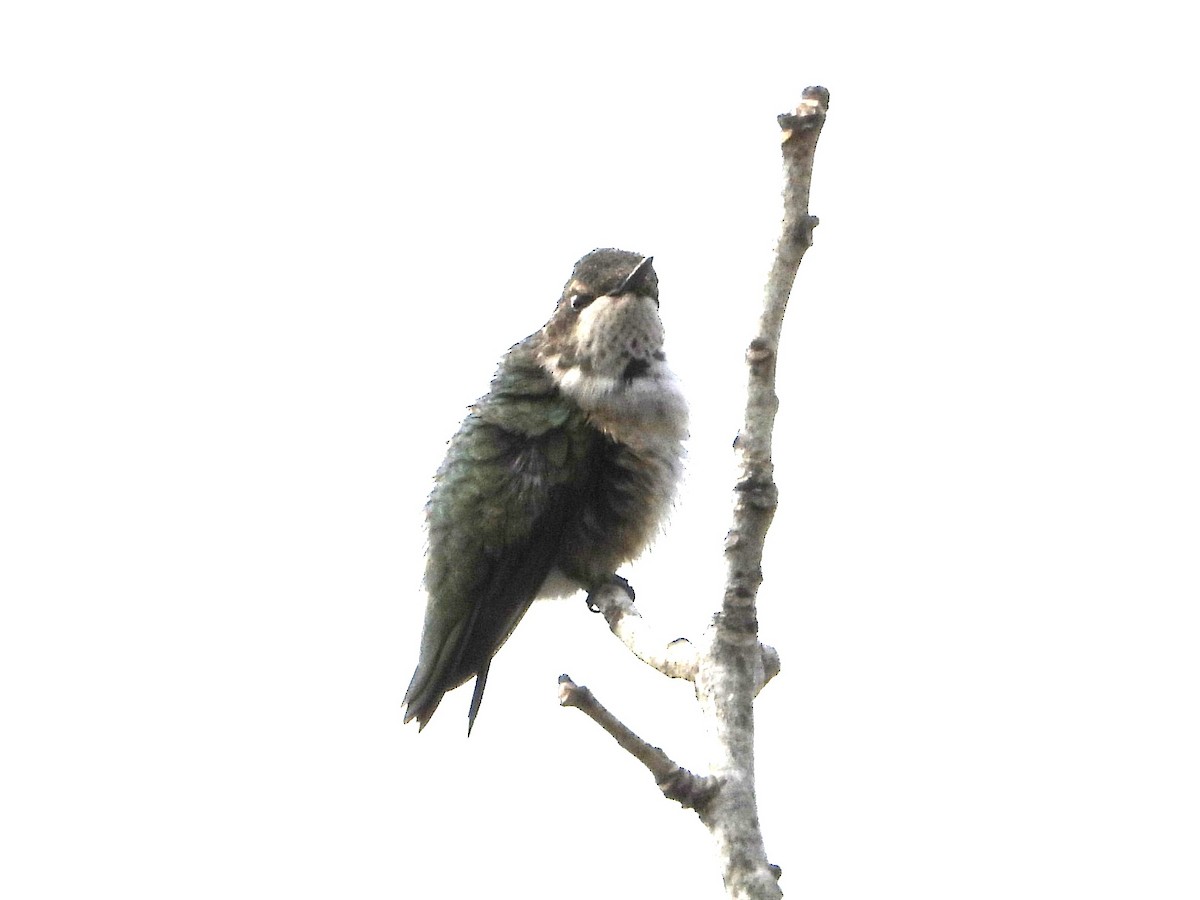 Black-chinned Hummingbird - ML646127287