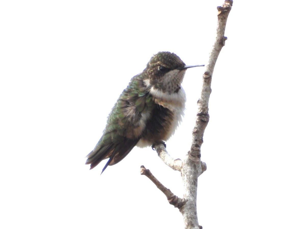 Black-chinned Hummingbird - ML646127288