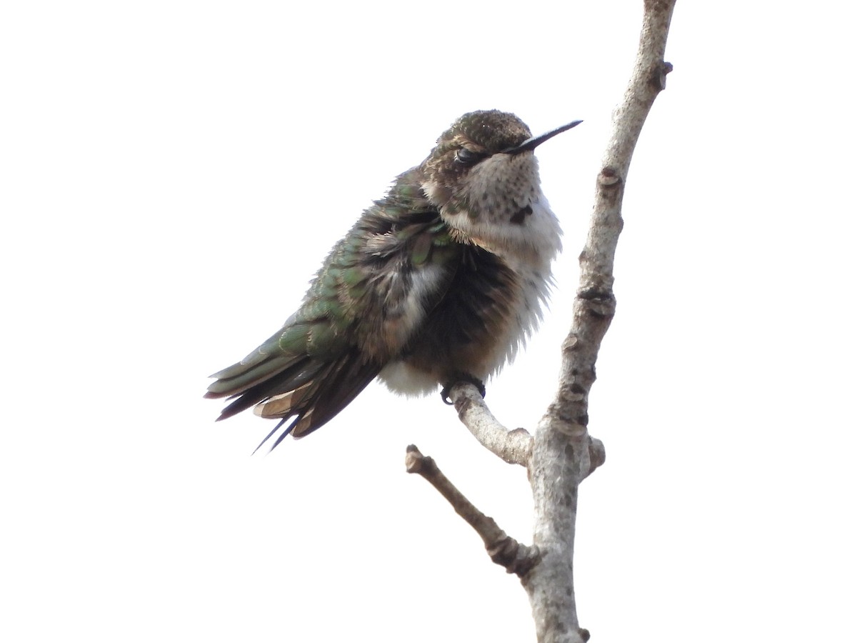 Black-chinned Hummingbird - ML646127289
